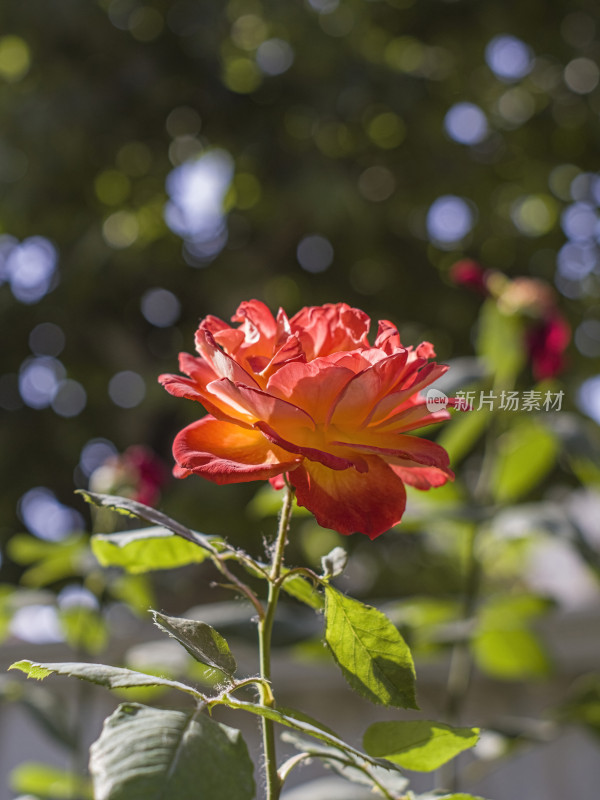 夏季花朵特写