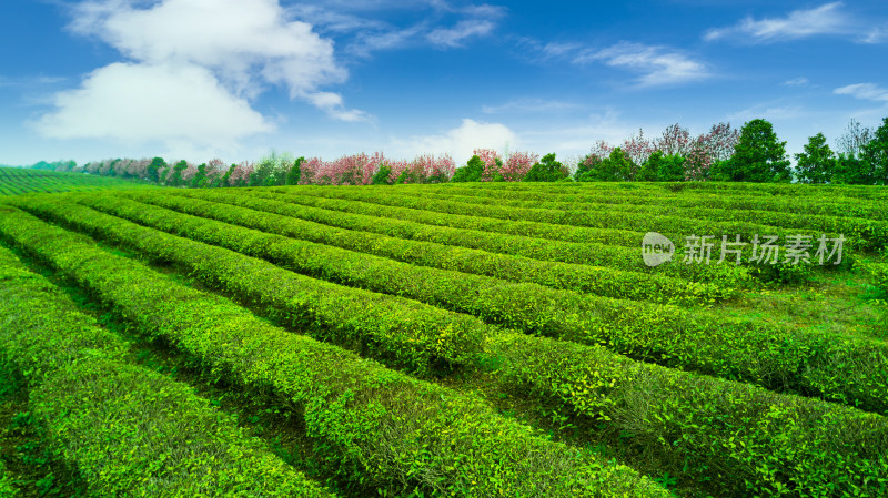 茶园茶山