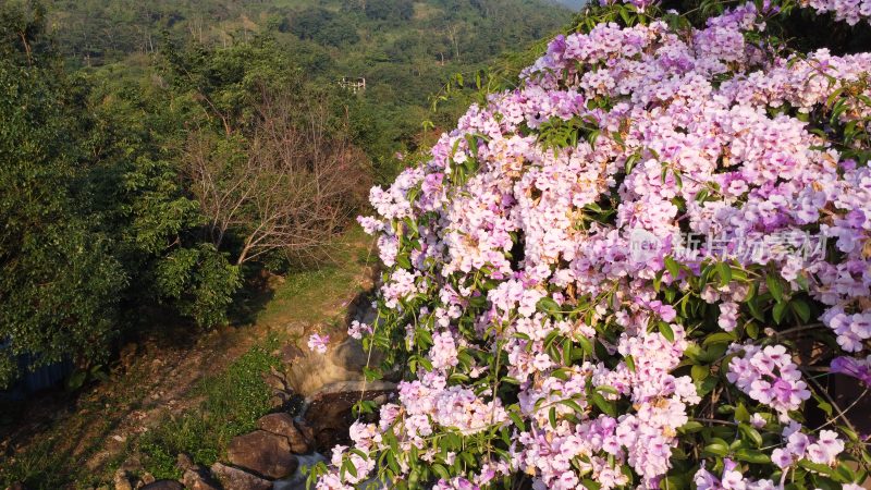 广东东莞：蒜香藤花开