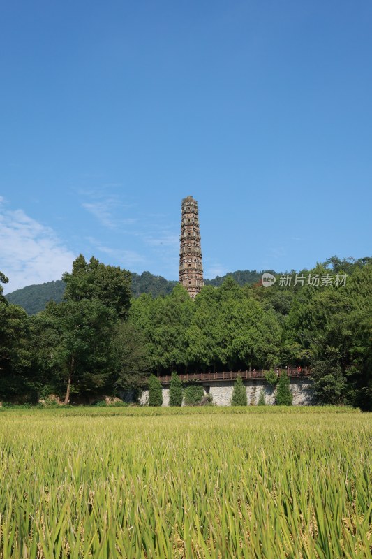 天台国清寺千年隋塔与稻谷