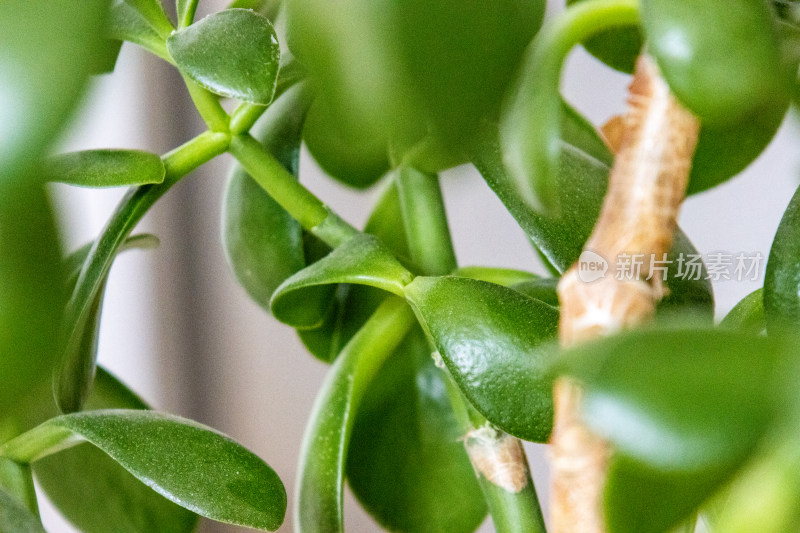 多肉植物玉树金钱树发财树绿色叶片特写