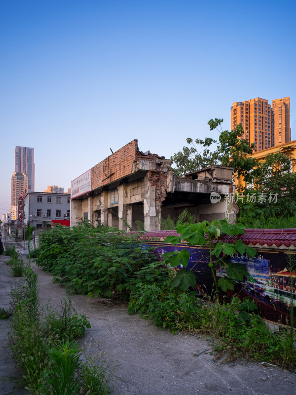 废弃建筑旁的绿植与背景中的高楼大厦