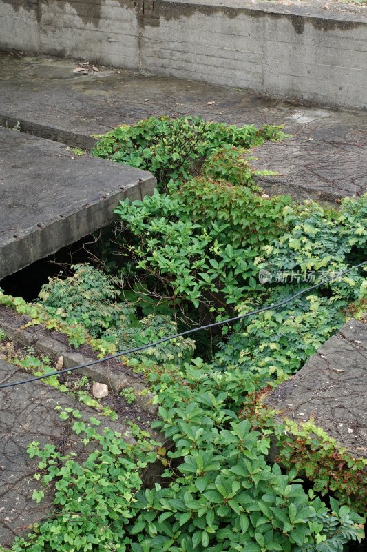 混凝土建筑缝隙中生长的繁茂绿植