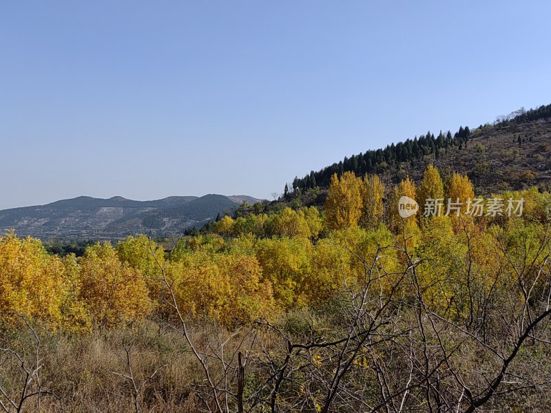 山林秋景中树木多彩景色宜人