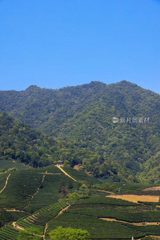 中国杭州龙坞春天里的茶园风光