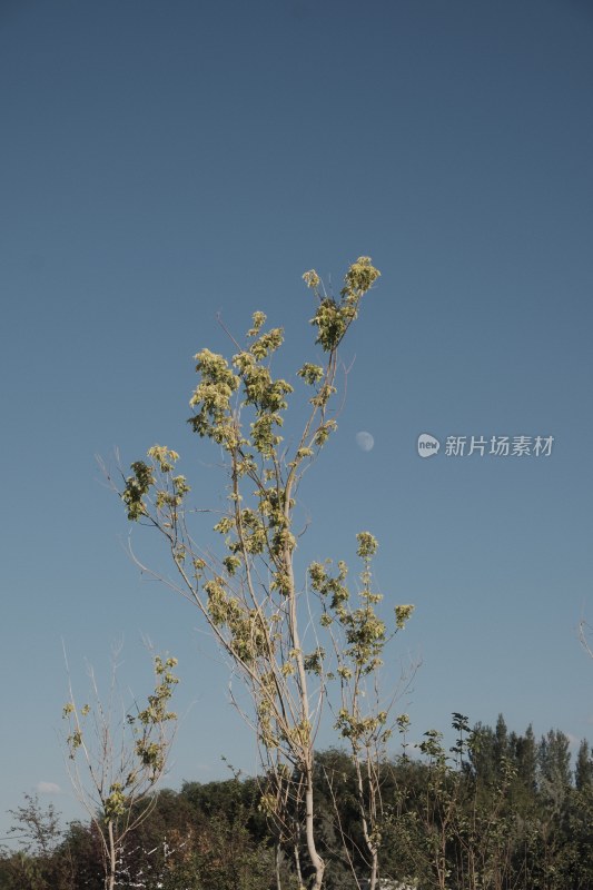 新疆彩色小镇布尔津的美好夏日