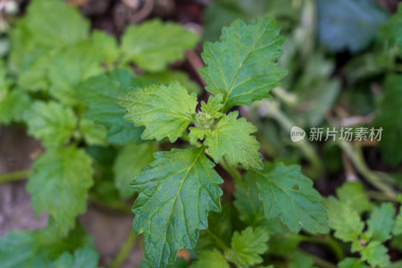 中药材唇形科植物金疮小草