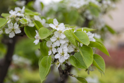 花卉植物梨花春季