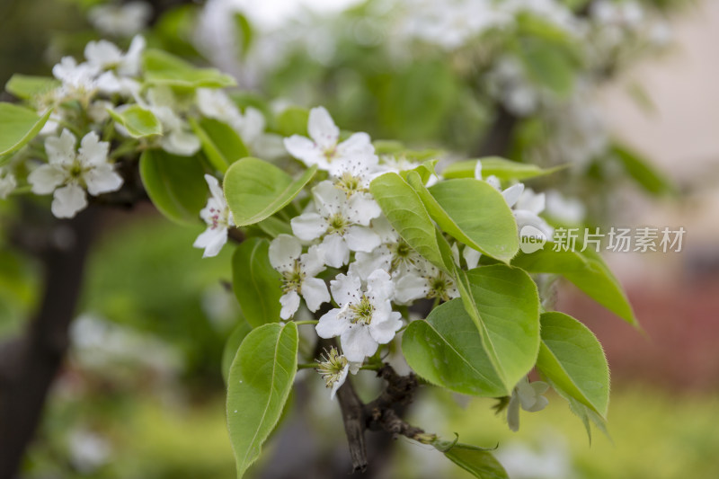 花卉植物梨花春季