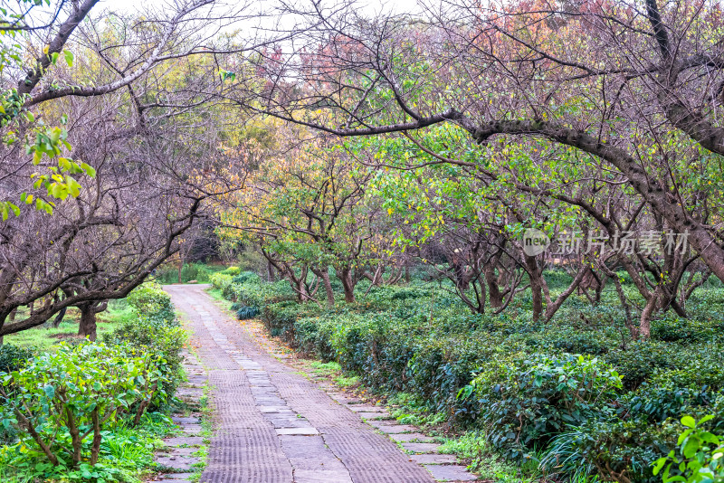 南京钟山风景名胜区明孝陵园林风景