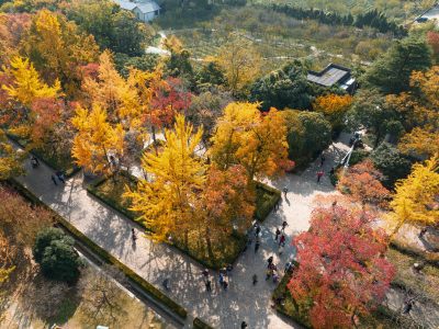 南京明孝陵石像路秋季美景