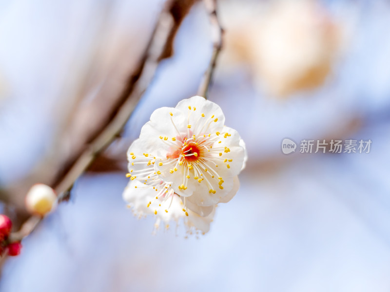 枝头盛开的白色梅花特写