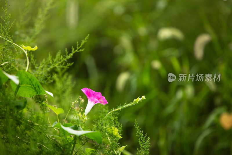 绿叶间的牵牛花在秋天