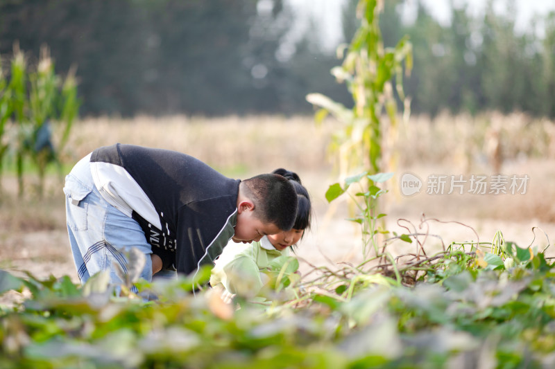 快乐的儿童在地里挖红薯