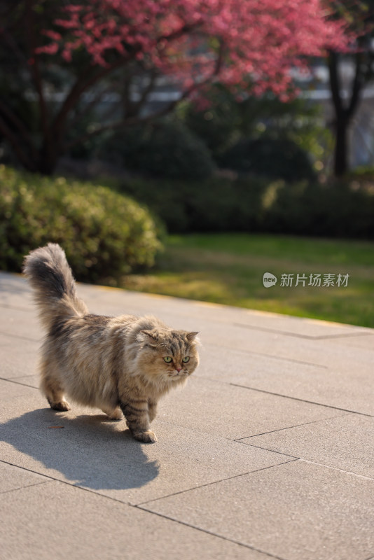 梅花树下的猫金吉拉