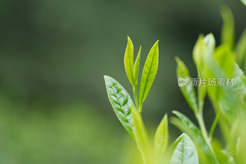 生态茶叶茶树茶园茶文化