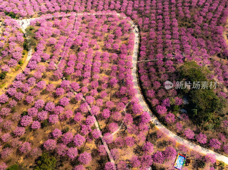 广东满山紫花风铃木盛开航拍高清照片