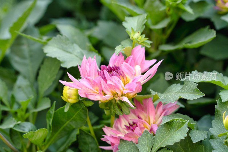 露天种植的菊花