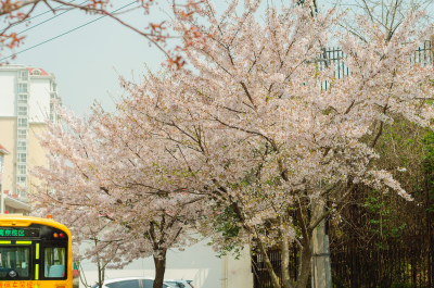 青岛樱花小镇，樱花盛开