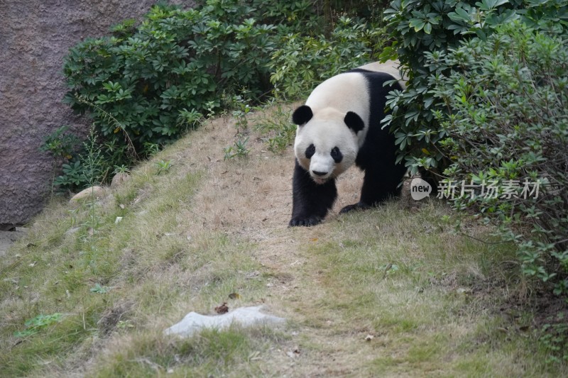 户外行走的大熊猫