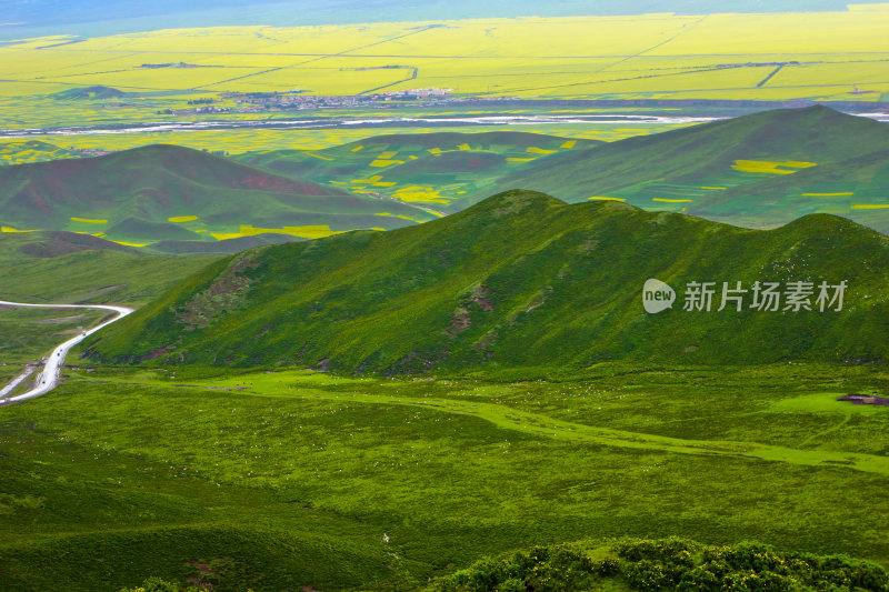 甘肃门源油菜花海