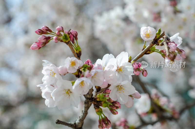 美丽的樱花春天盛开