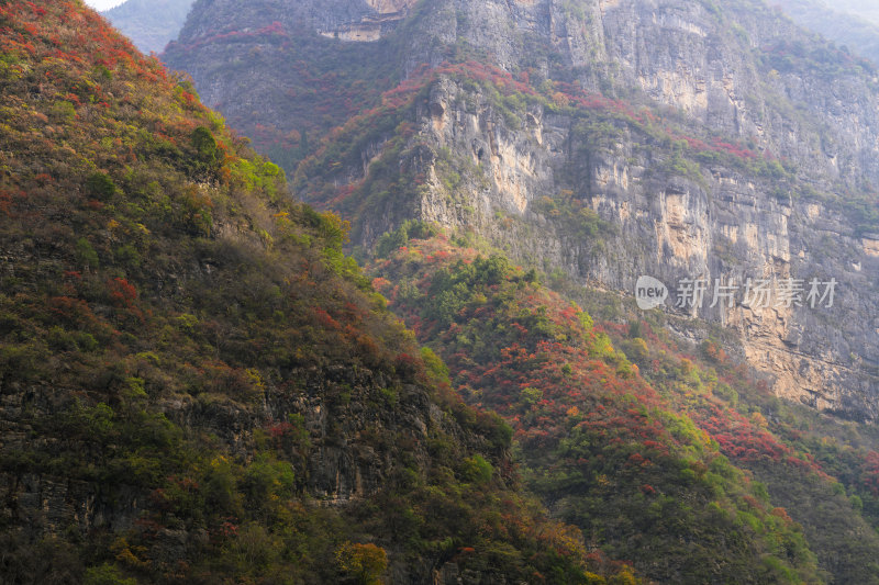 重庆市巫山县悬崖峭壁上的红叶彩林