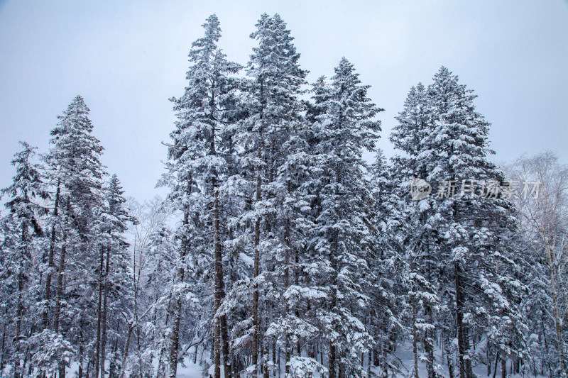 黑龙江 双峰林场 雪乡