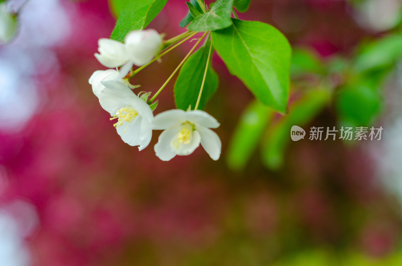 一朵白色海棠花特写