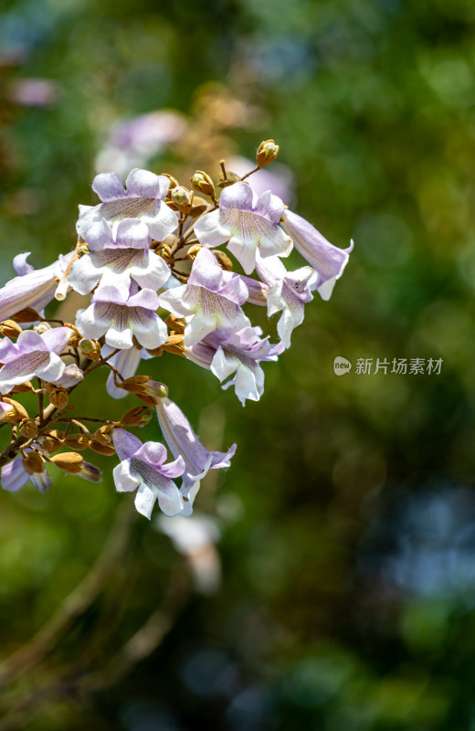 泡桐树的春天花开