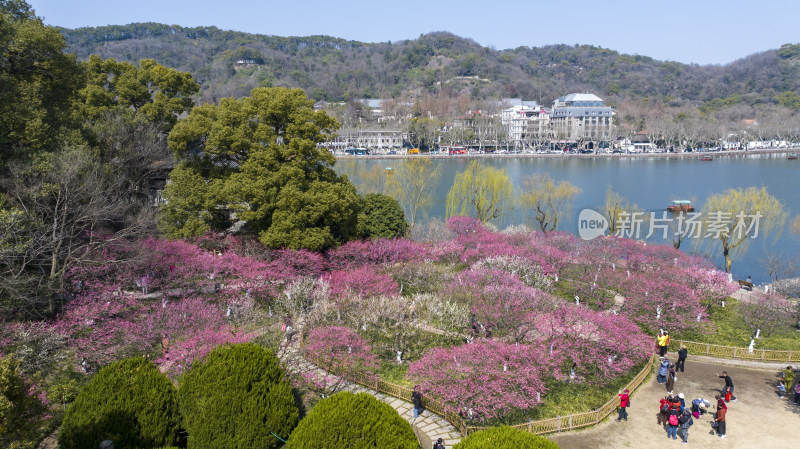 杭州西湖孤山公园梅花盛开航拍