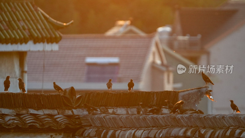 屋顶上栖息的鸟儿