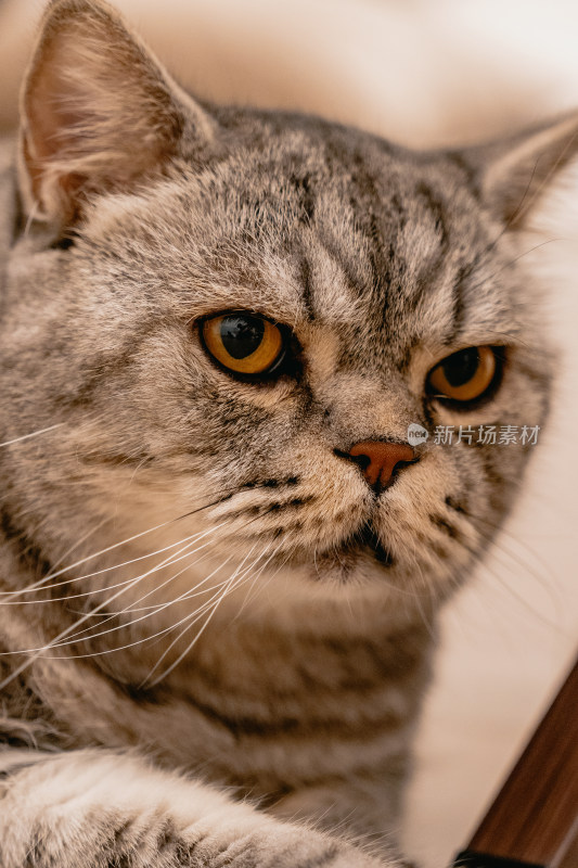 房间里可爱的宠物猫咪