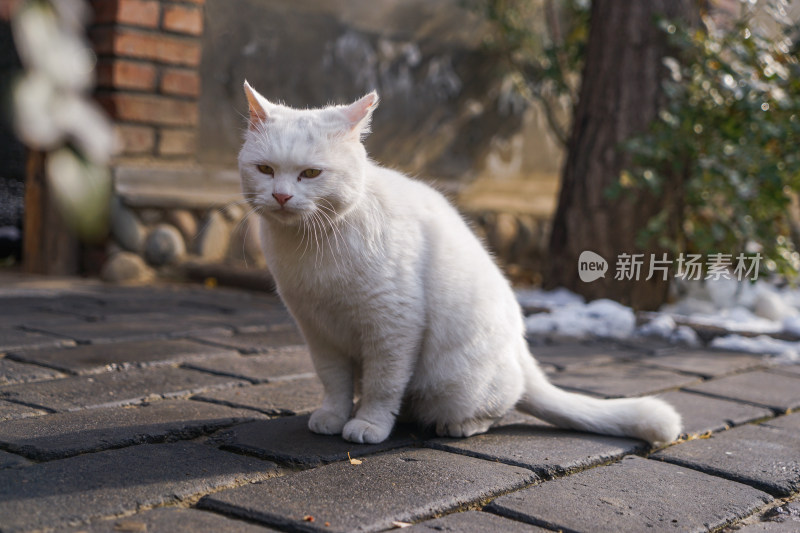 街道上的白猫