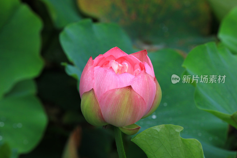 雨后清新的荷花