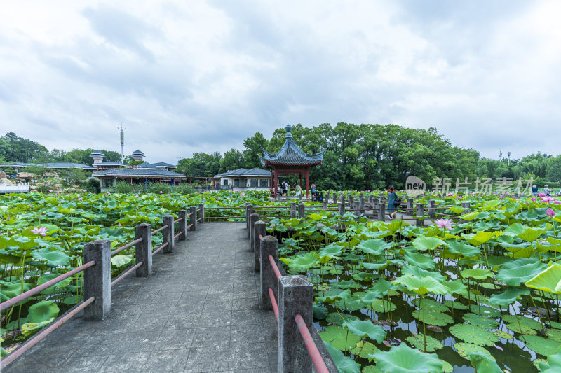 武汉东湖磨山景区盆景园