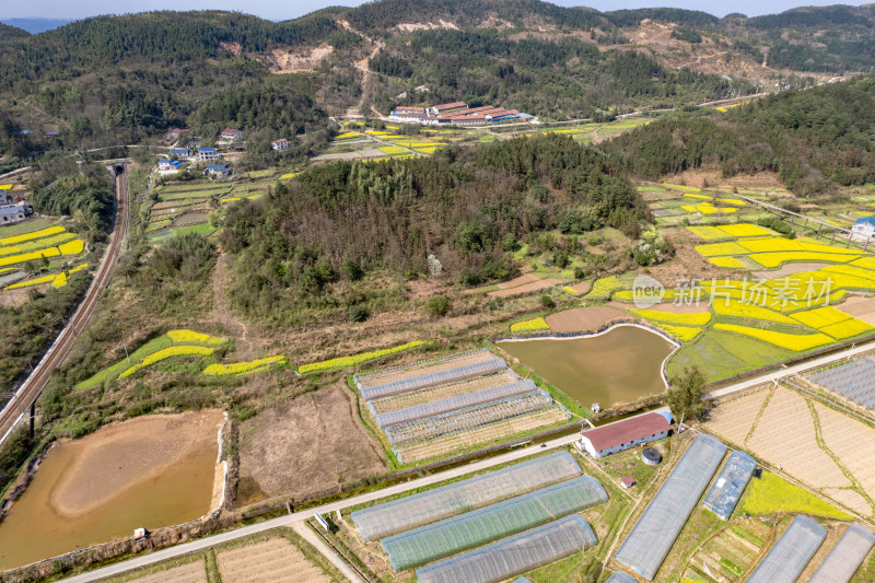 农业种植农田油菜花航拍图