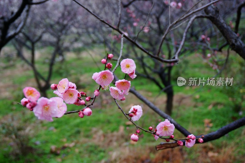 梅与梅花 南京梅花山