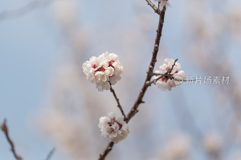 盛开的杏花特写