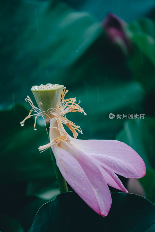 雨天荷花莲蓬上的雨滴