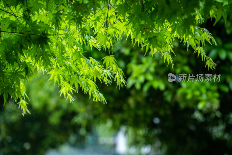 春天雨水的绿叶