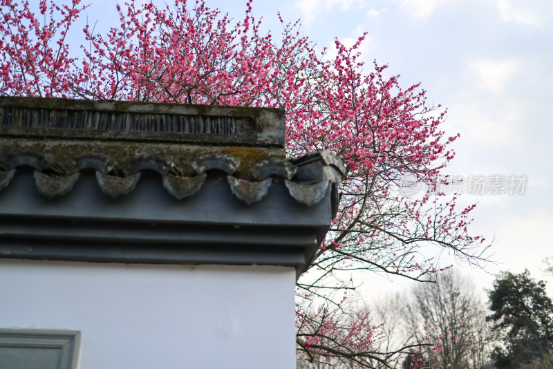 杭州植物园梅花盛开