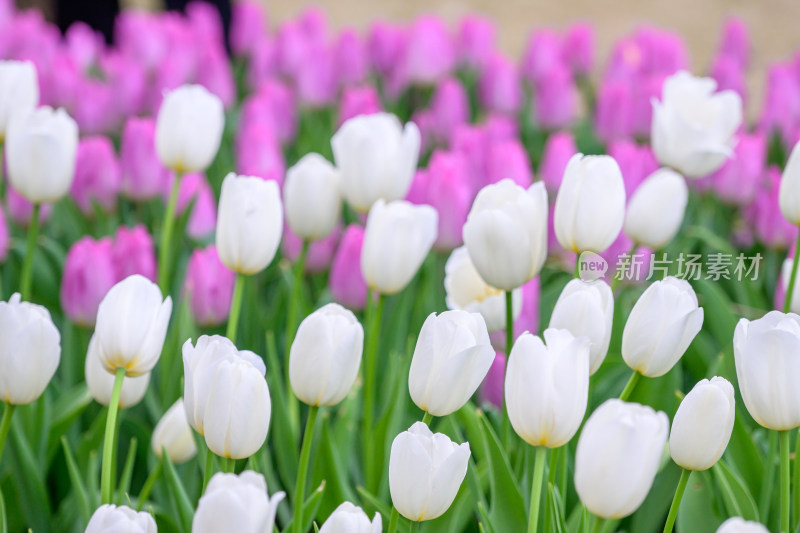 郁金香花海