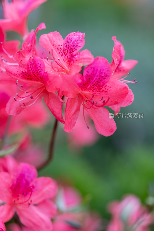 杜鹃花、映山红