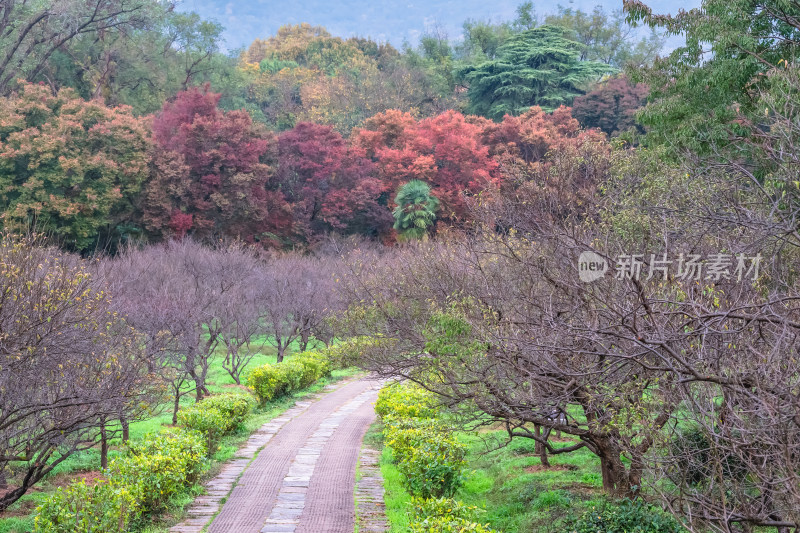 南京钟山风景名胜区明孝陵梅花山风景