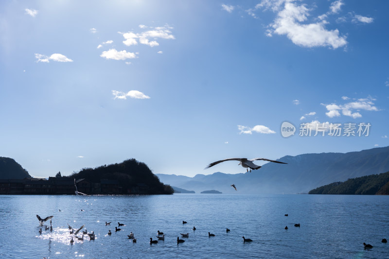 湖面上空飞翔着众多海鸟的山水风光-泸沽湖