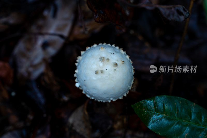 雨后野外生长的蘑菇