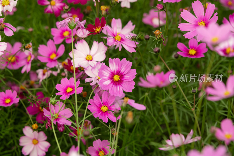 夕阳下的格桑花或波斯菊