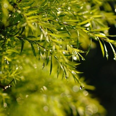 清晨雨露