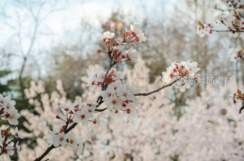 特写一枝樱花